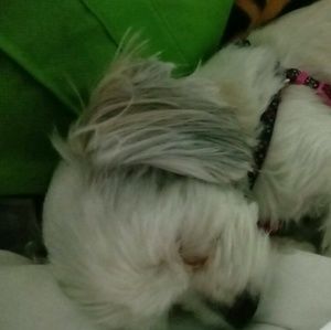 Meet your Posher, Dennice